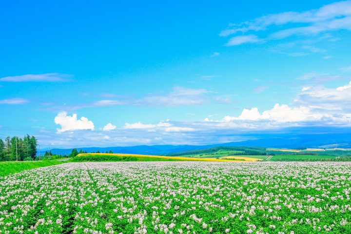 北海道賞花六日遊,富良野花田、美瑛青池、四季彩之丘與小樽運河
