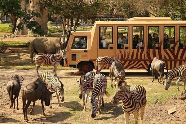野生動物園與獅群午餐