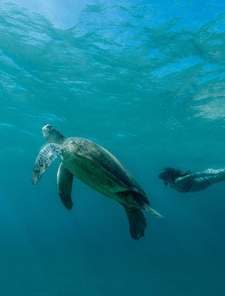 Amanpulo 海龜與珊瑚礁生態