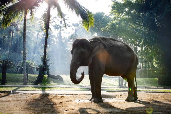 峇里島親子探險六日遊,野生動物園、VW 復古車、聖猴森林與海豚樂園