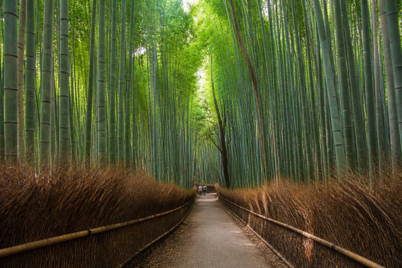 嵐山竹林 AI 旅遊示意圖
