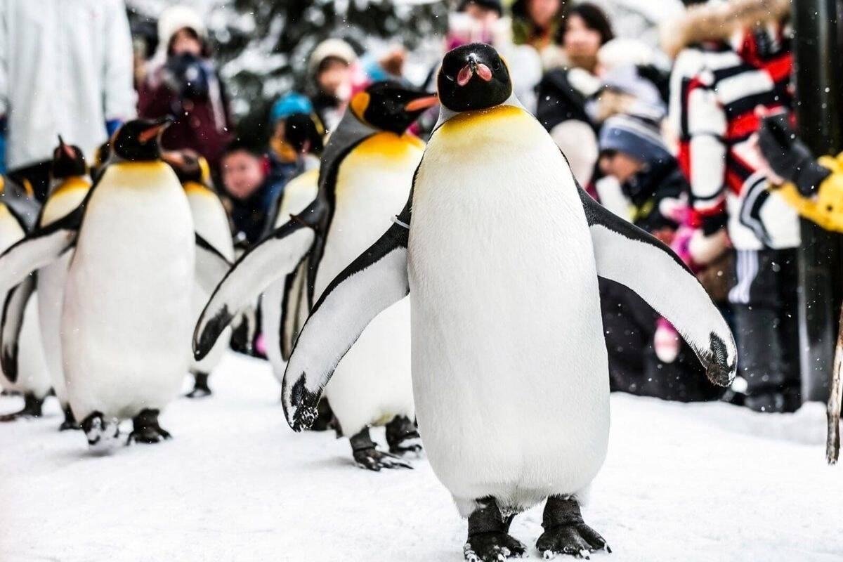 旭山動物園企鵝