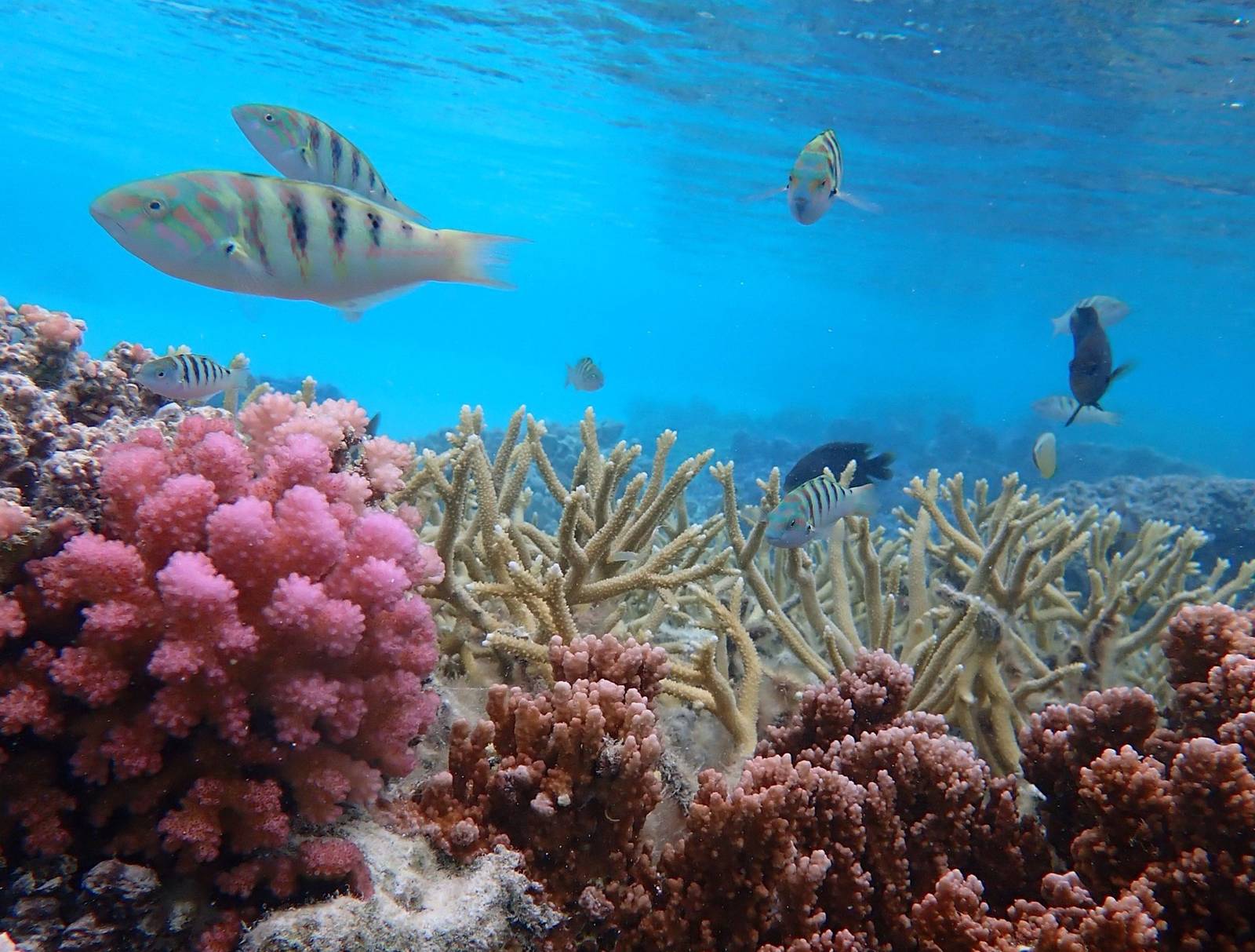 波拉波拉潟湖裡的珊瑚與熱帶魚