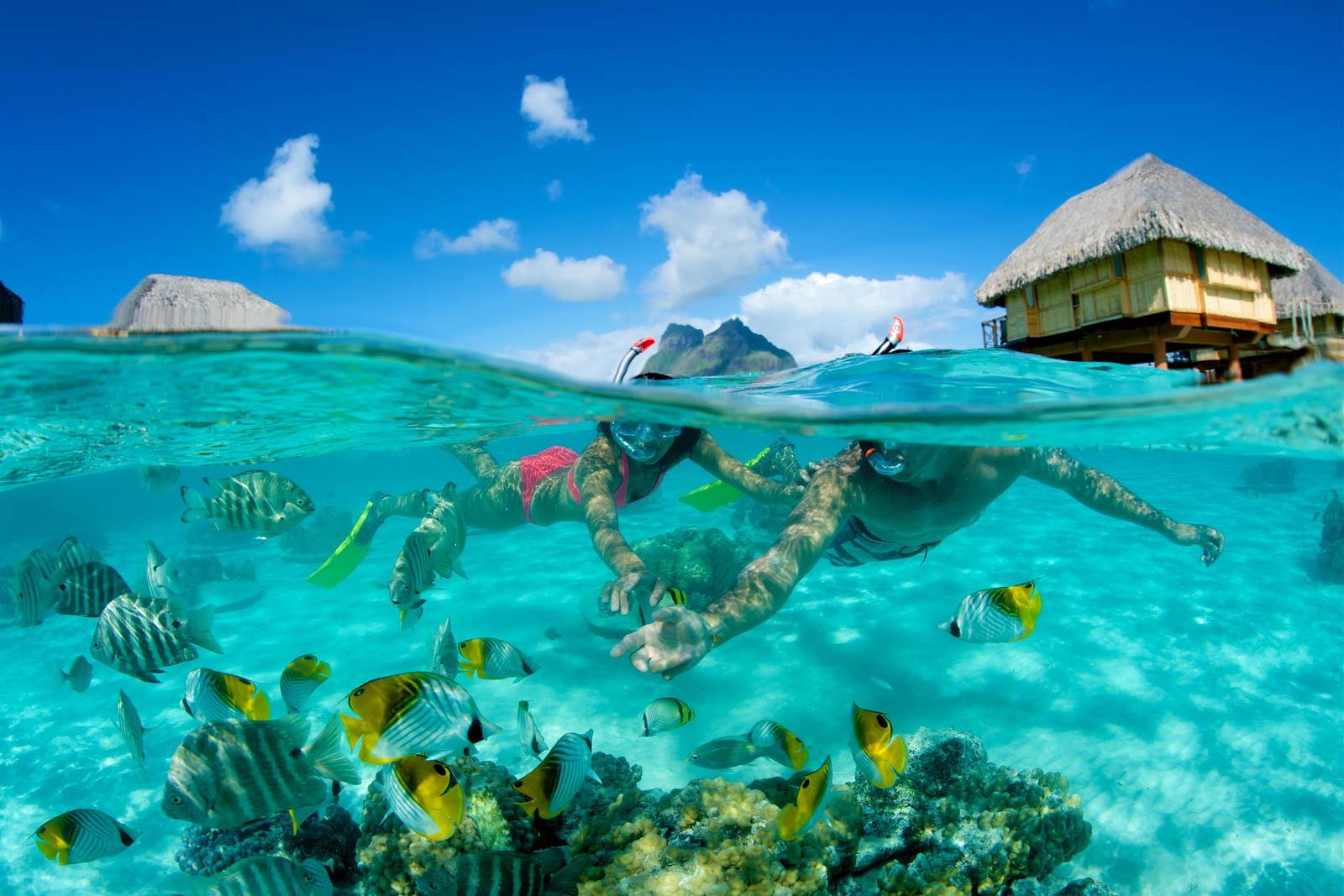 波拉波拉潟湖裡的熱帶魚與浮潛者