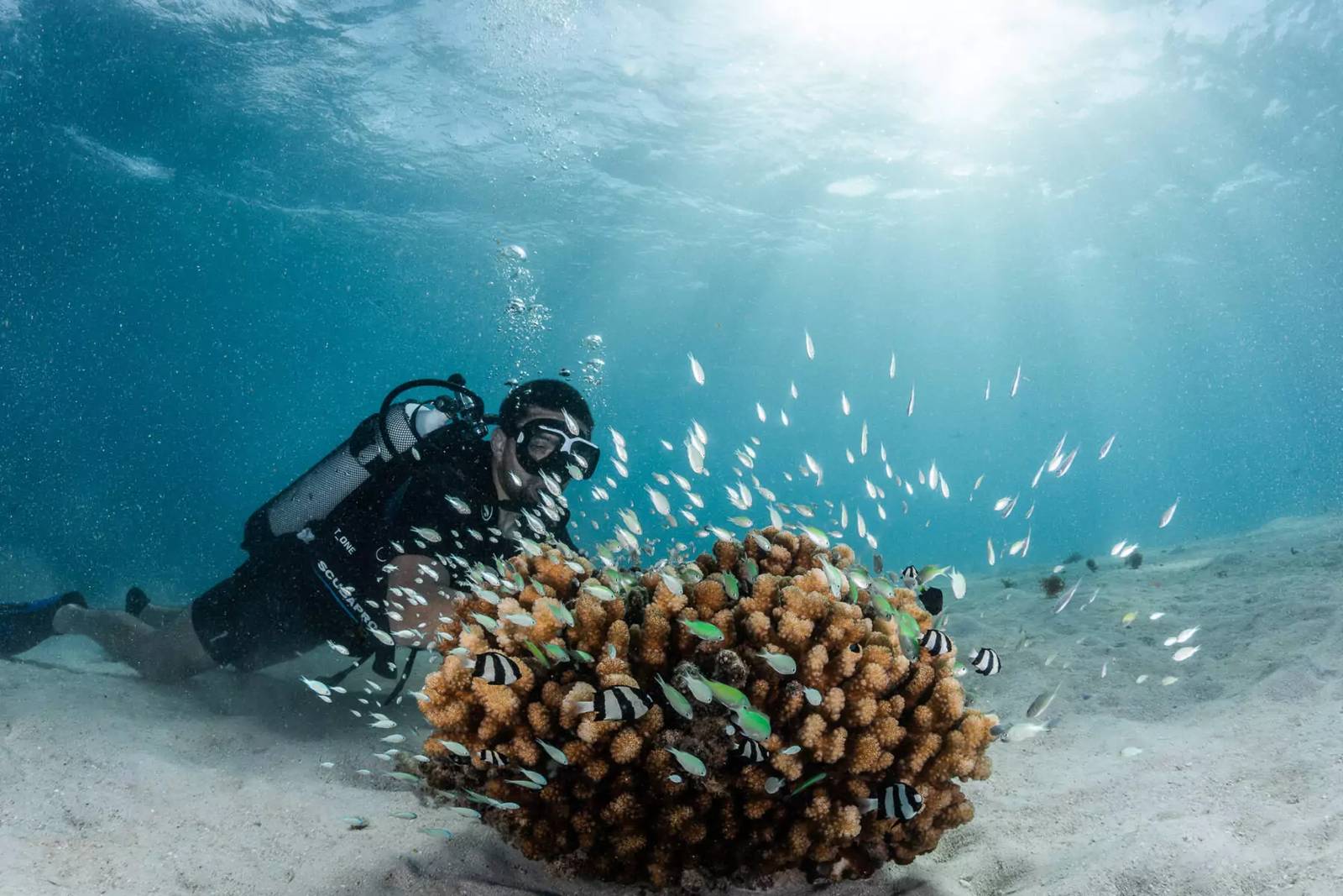 茉莉亞島海域的潛水與珊瑚礁