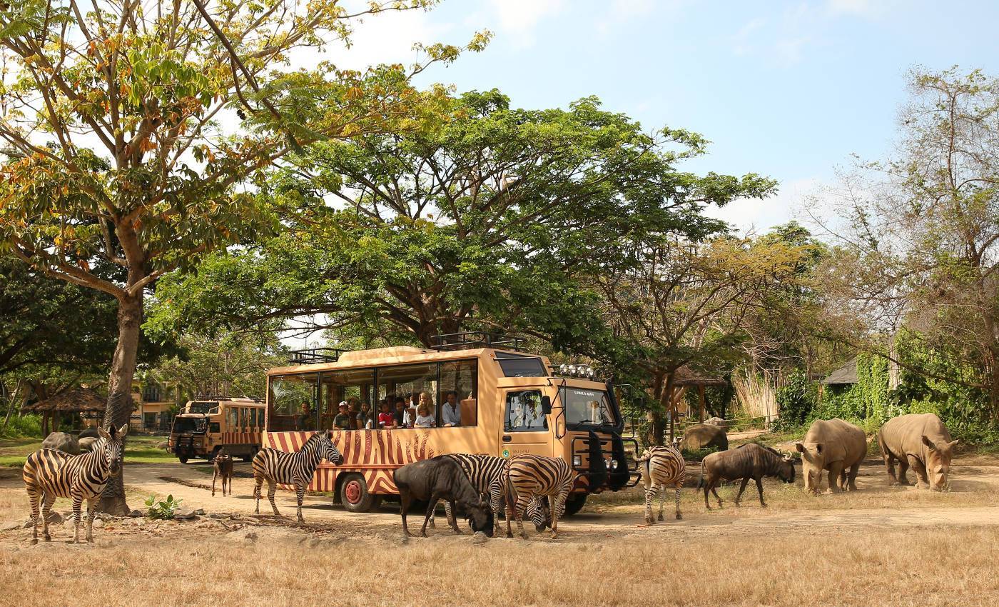 峇里島野生動物園草原上的遊園車與野生動物