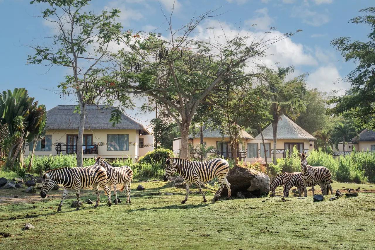 峇里島瑪拉河野生動物園小屋前草原上的斑馬與犀牛