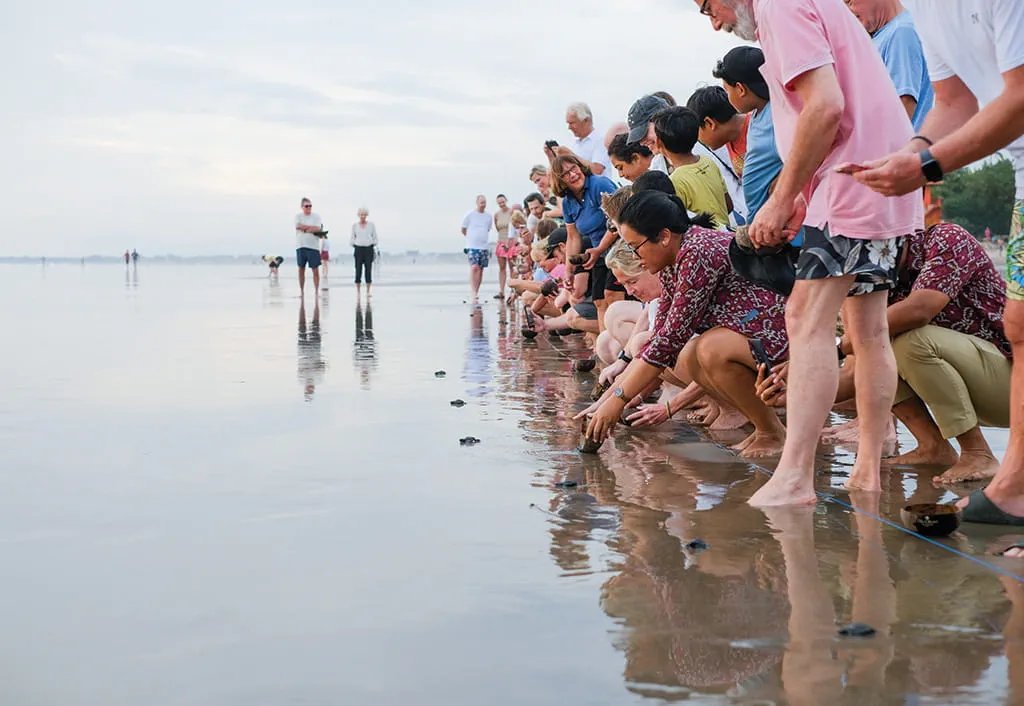 度假村的海龜保育活動