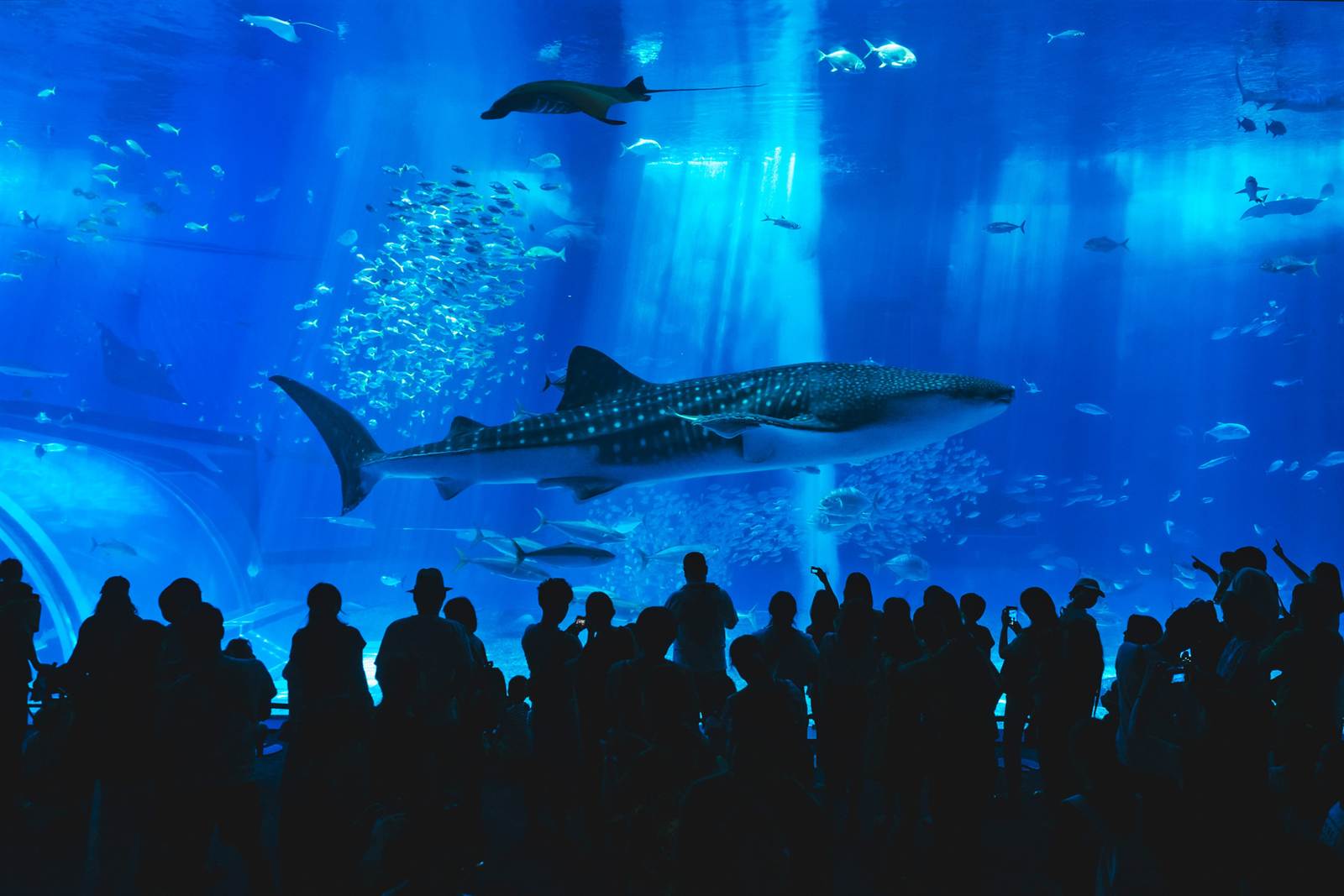 沖繩美麗海水族館鯨鯊