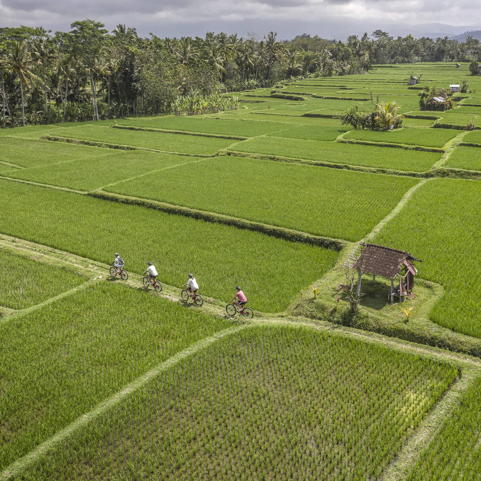 Bongkasa Village 稻田單車體驗