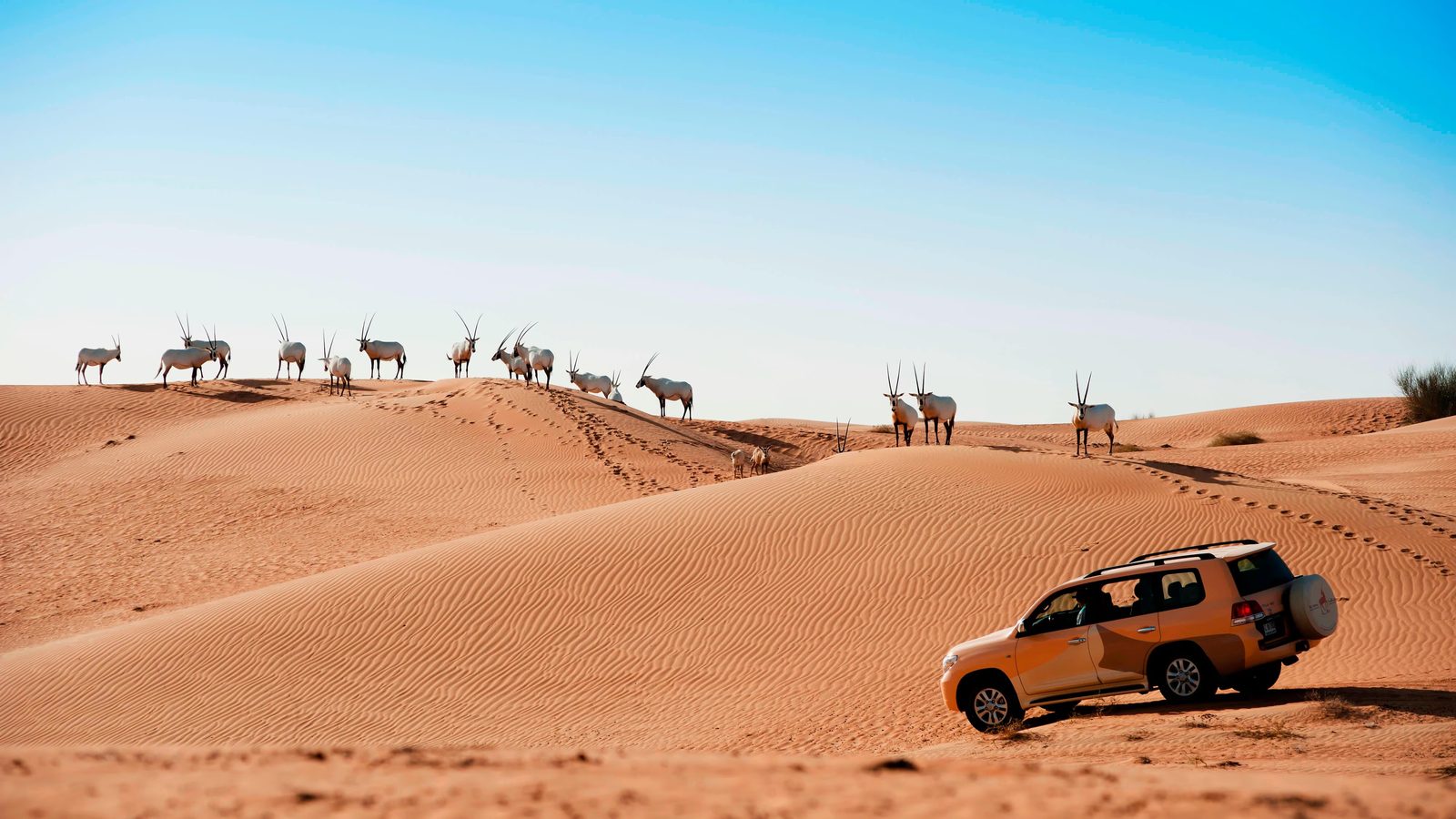 Al Maha 杜拜沙漠保護區野生動物車行