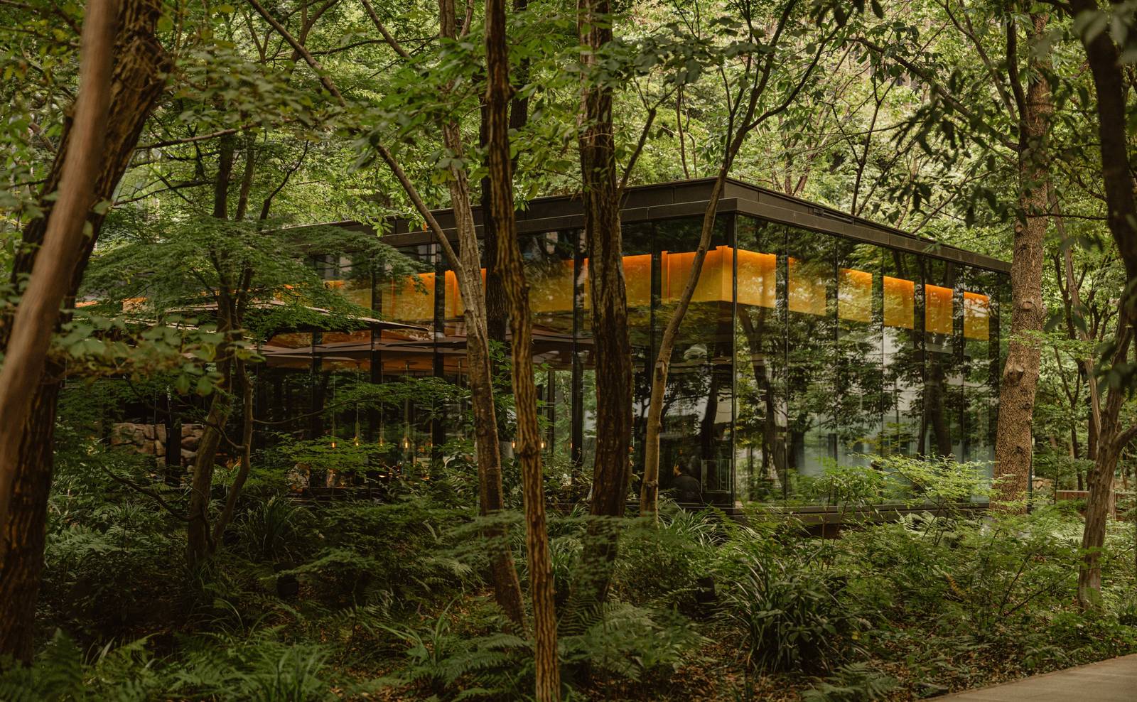 樹林中的玻璃咖啡館建築