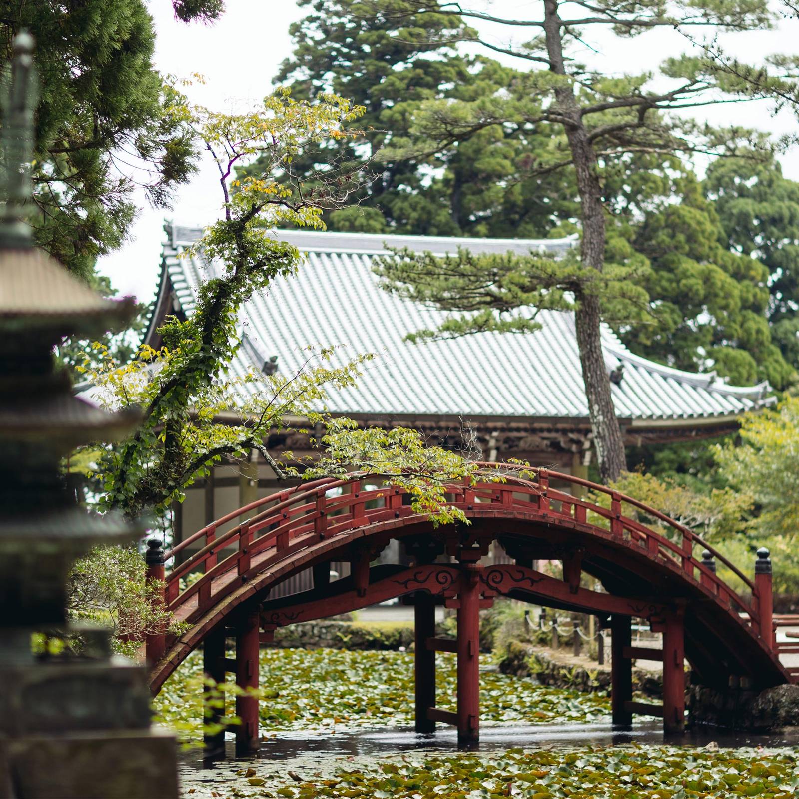 朱紅色拱橋與後方的神社建築、松樹