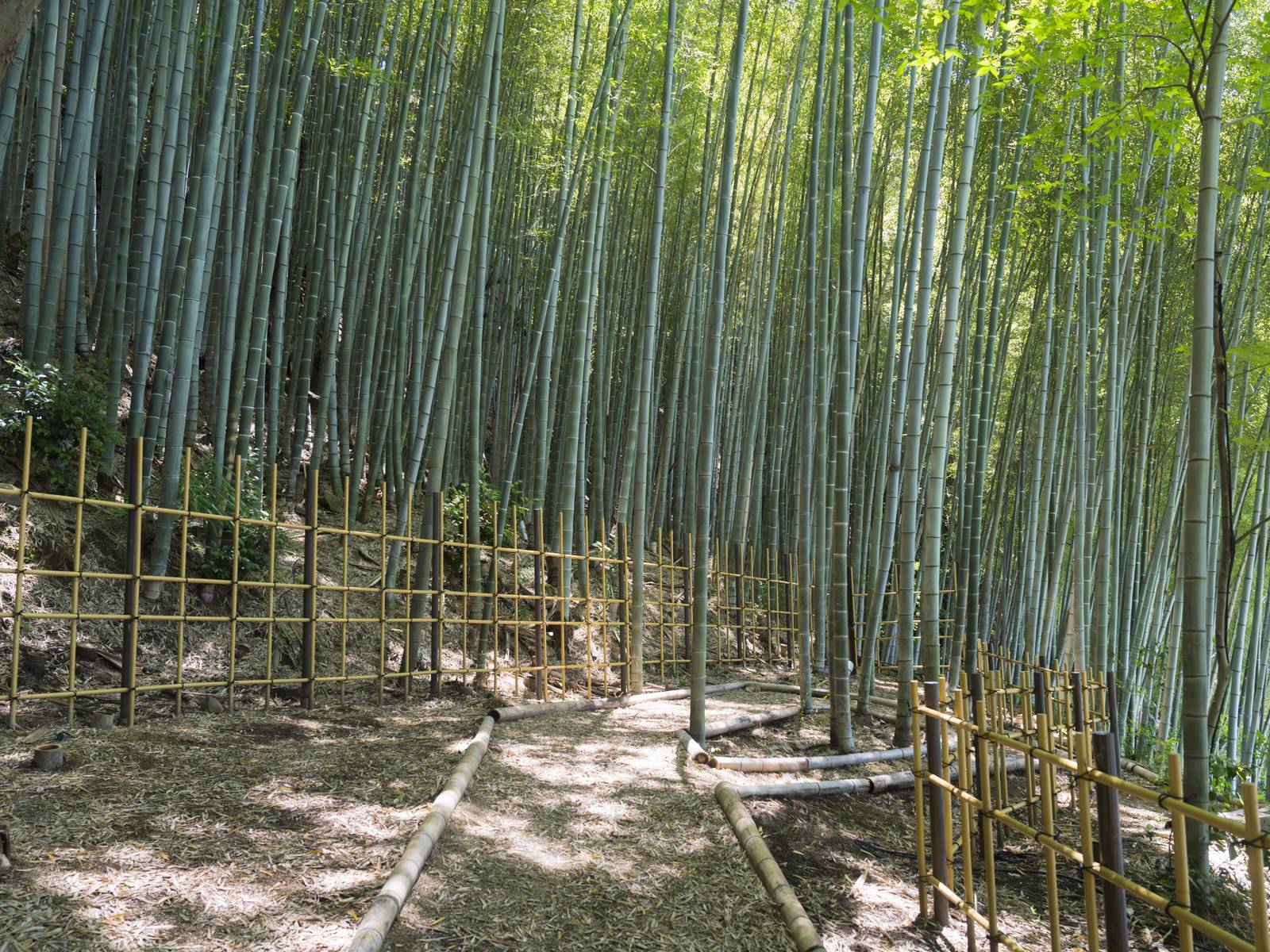 竹林庭園的小徑與竹籬