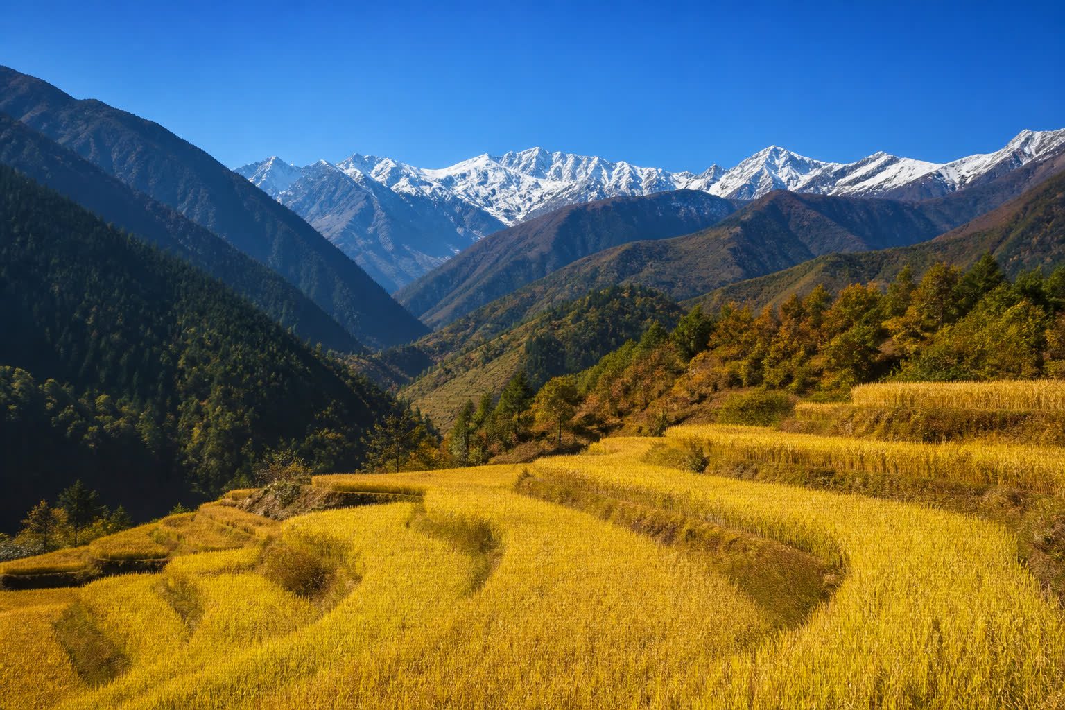 秋季金黃稻田、清澈藍天與遠處雪山