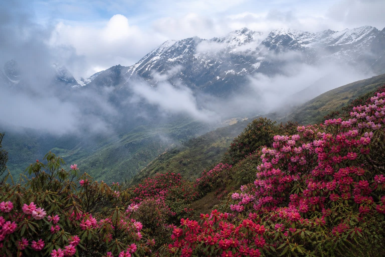 春季山坡上盛開的杜鵑花與遠處雪山雲海