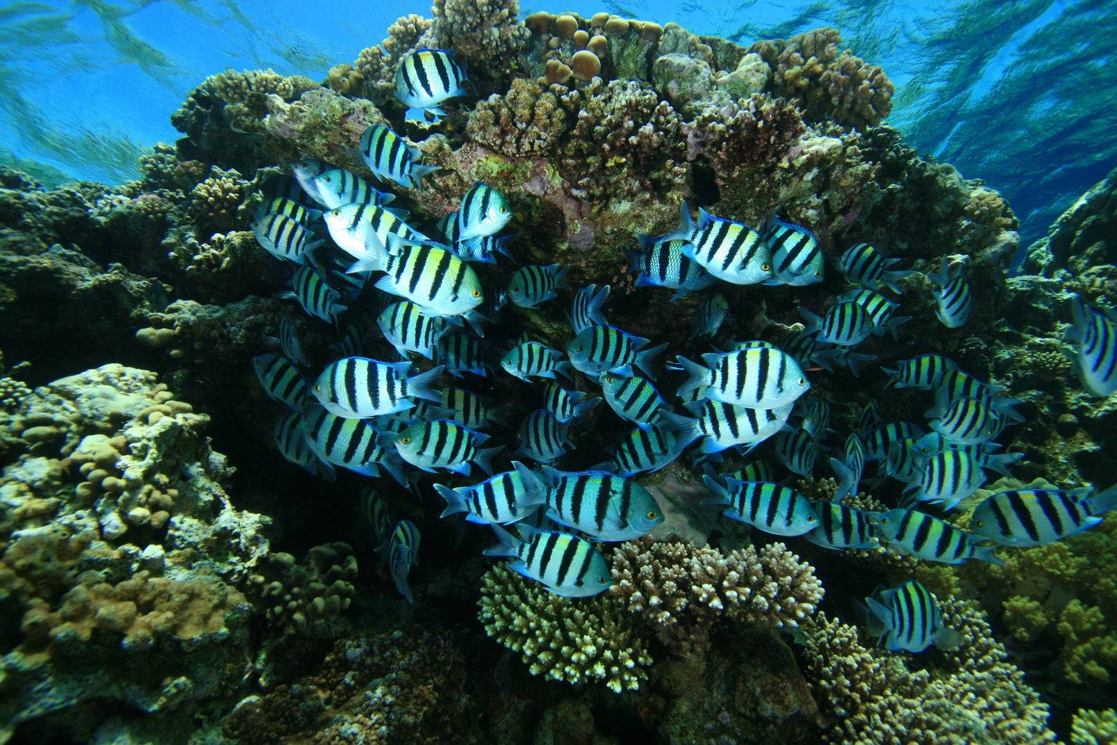 康斯丹勒查蘭度假村Blue Bay Marine Park體驗
