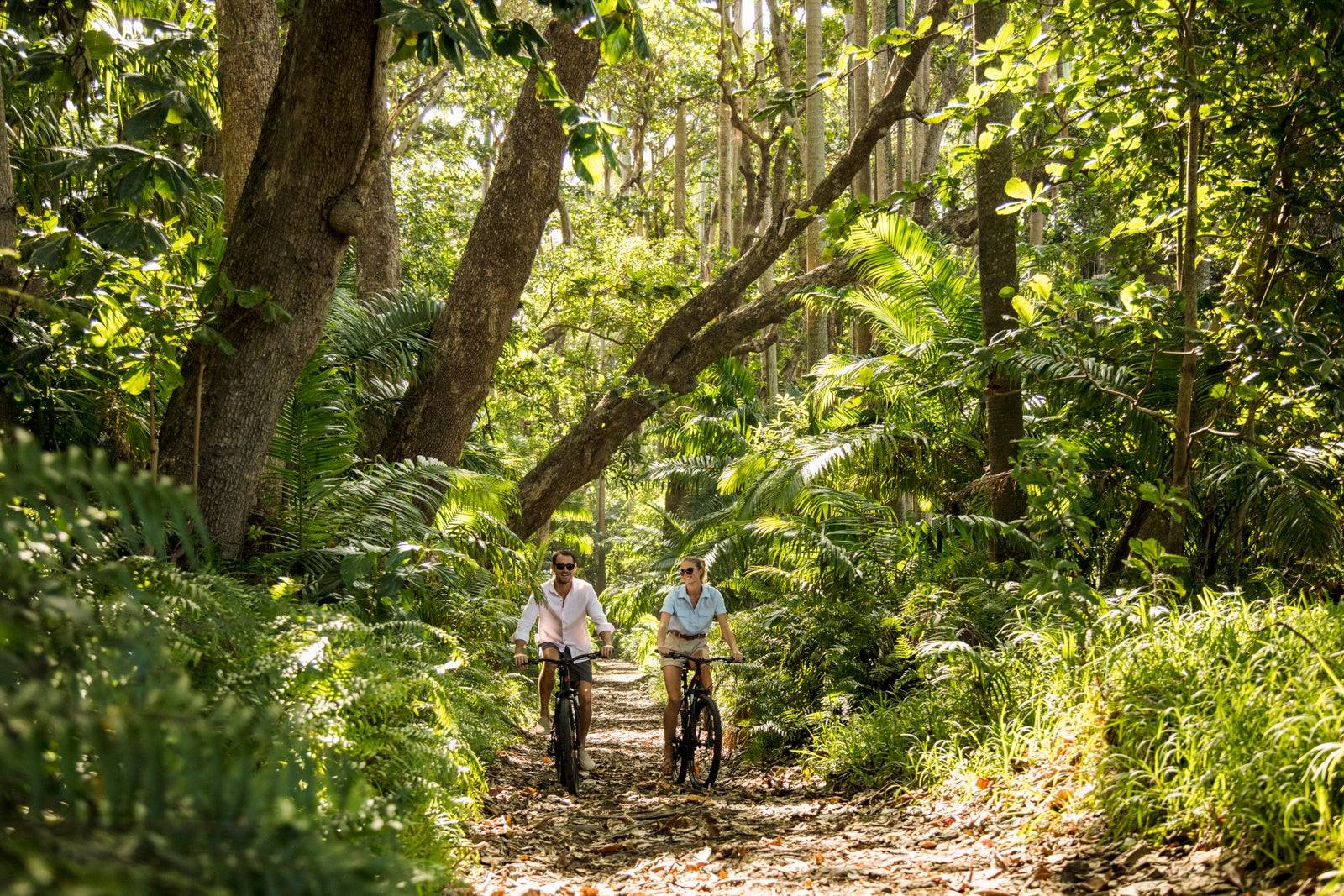 旅客在茂密原生森林步道中健行