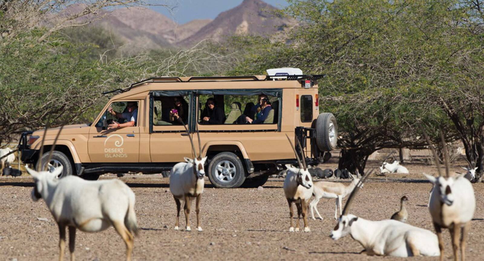 Sir Bani Yas 島阿拉伯野生動物園的車遊與長角羚
