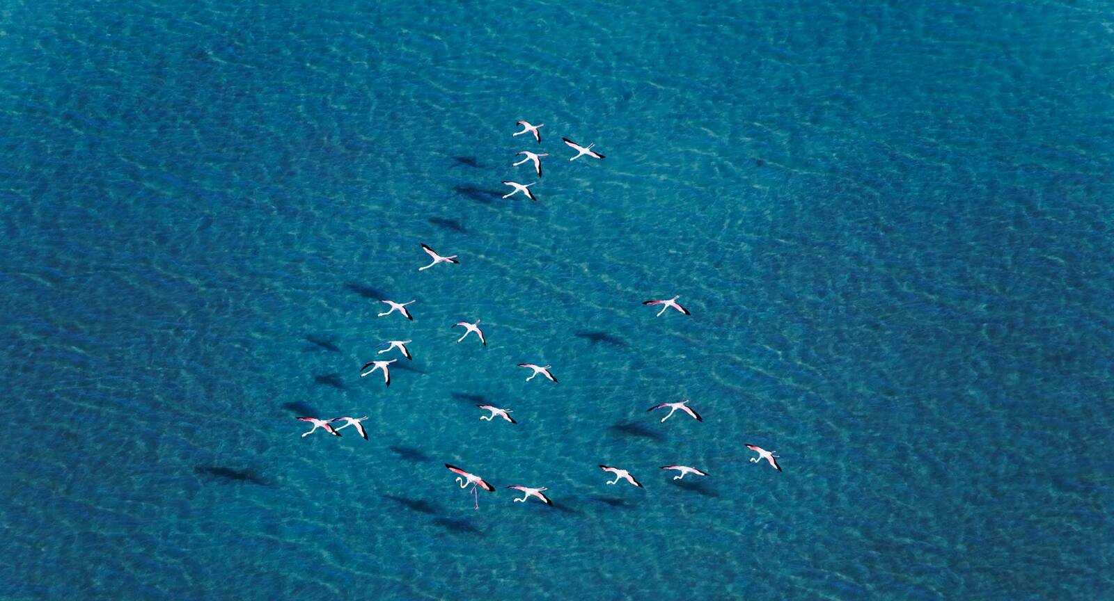 Sir Bani Yas 島周邊海域的海豚群空拍