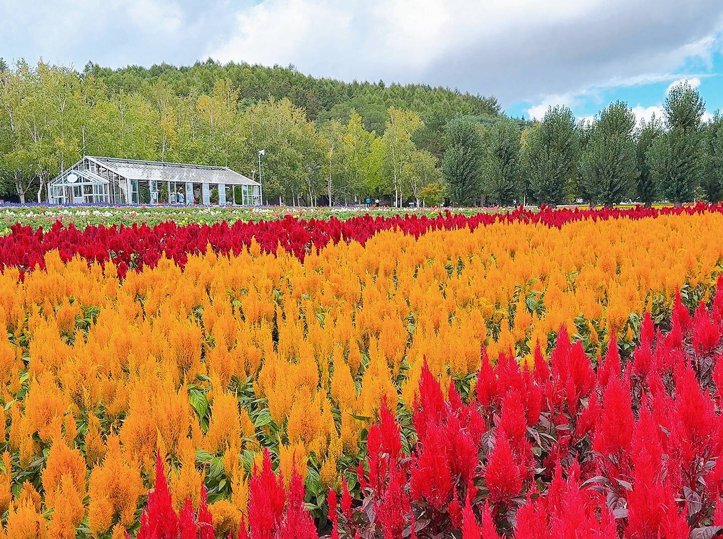 富田農場紅橙色羽狀雞冠花,後方可見玻璃溫室與樹林