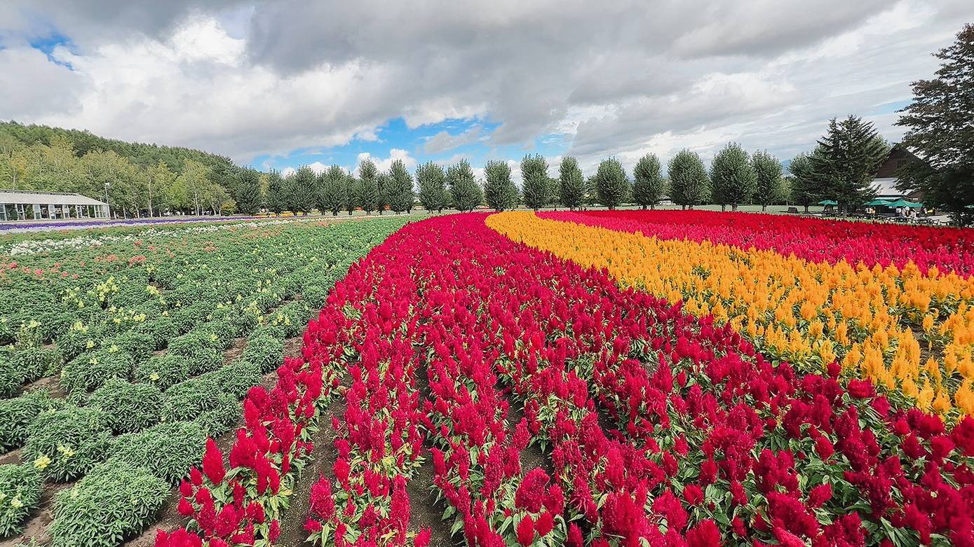 富田農場紅色與橙色雞冠花帶,後方為樹列與雲層