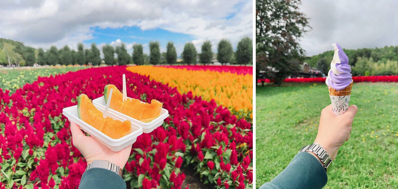 左為花田前的橙肉哈密瓜切片,右為紫白雙色霜淇淋