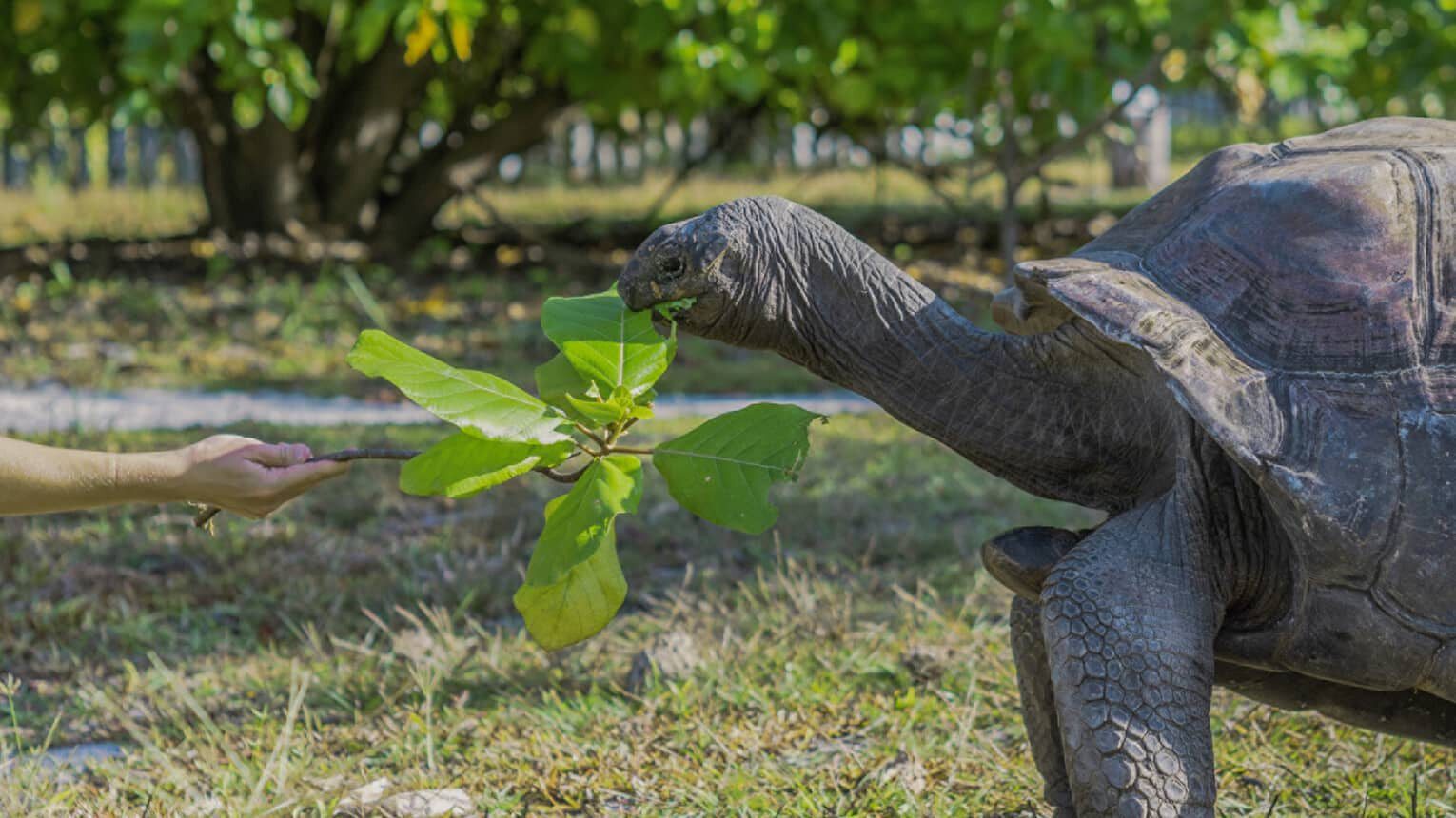 Four Seasons Desroches Island 象龜保育區的 Aldabra 象龜