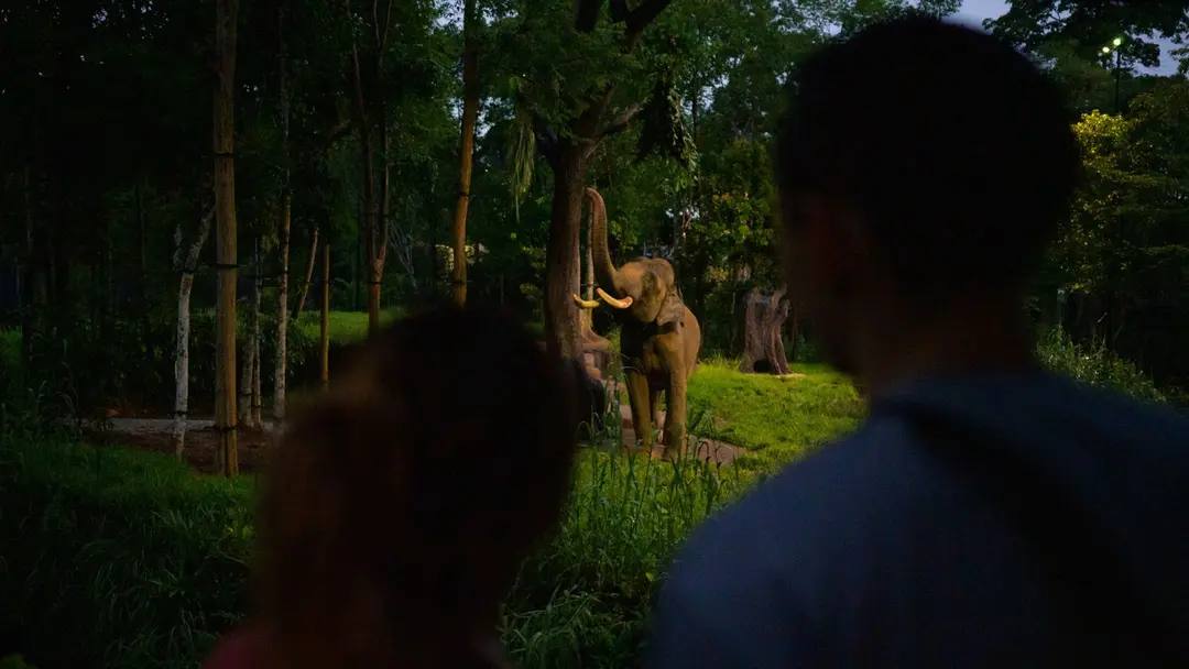 旅客在萬態野生動物保育區觀察亞洲象