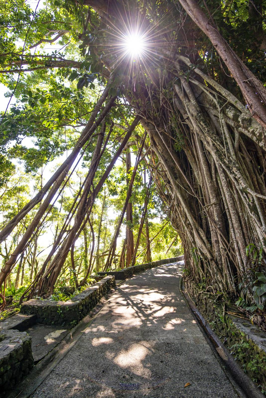 帛琉卡羅琳度假村園區石牆步道，一側是氣根垂落的大樹，陽光從樹冠空隙灑落