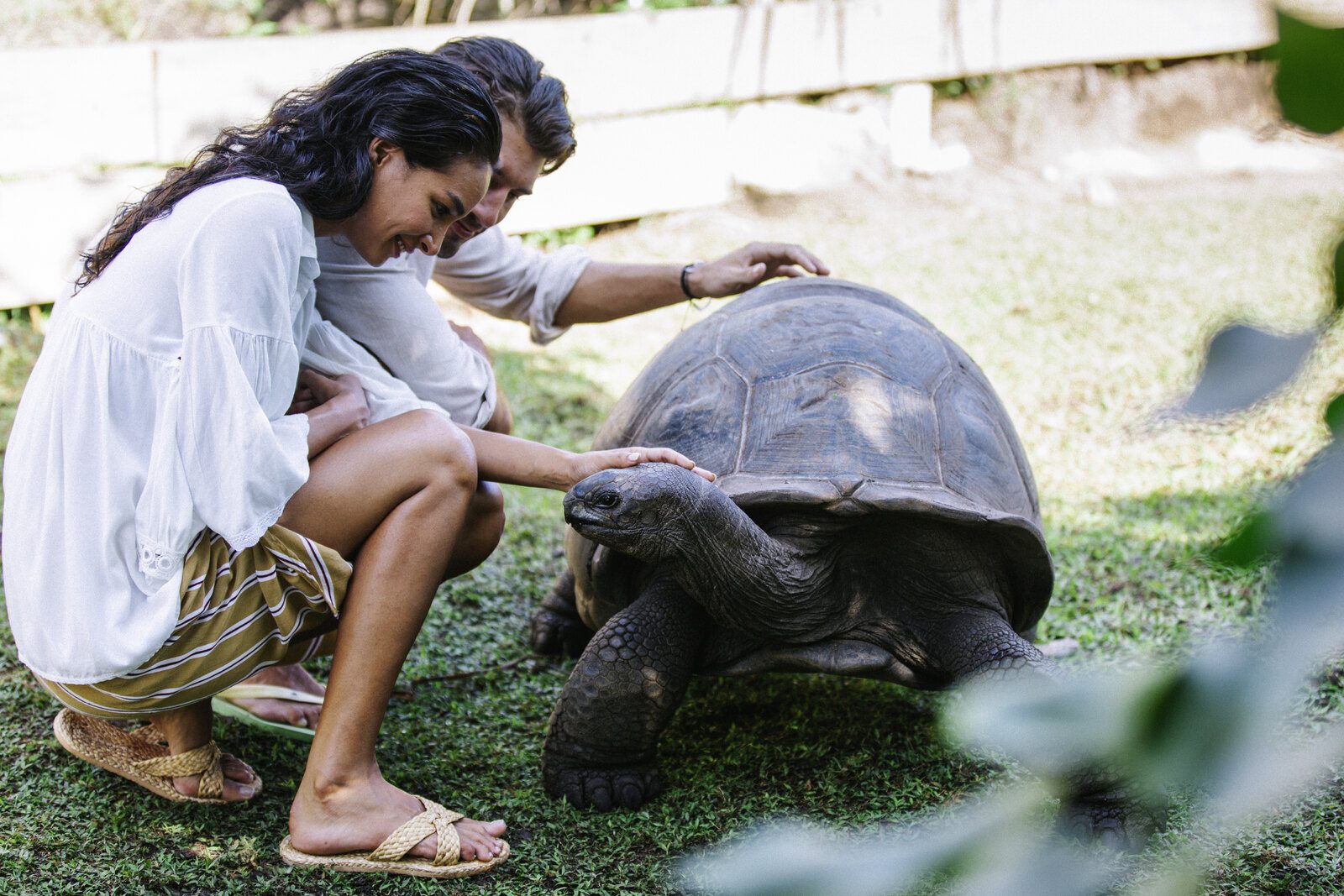 旅客在 Raffles Seychelles 保育區餵食 Aldabra 象龜