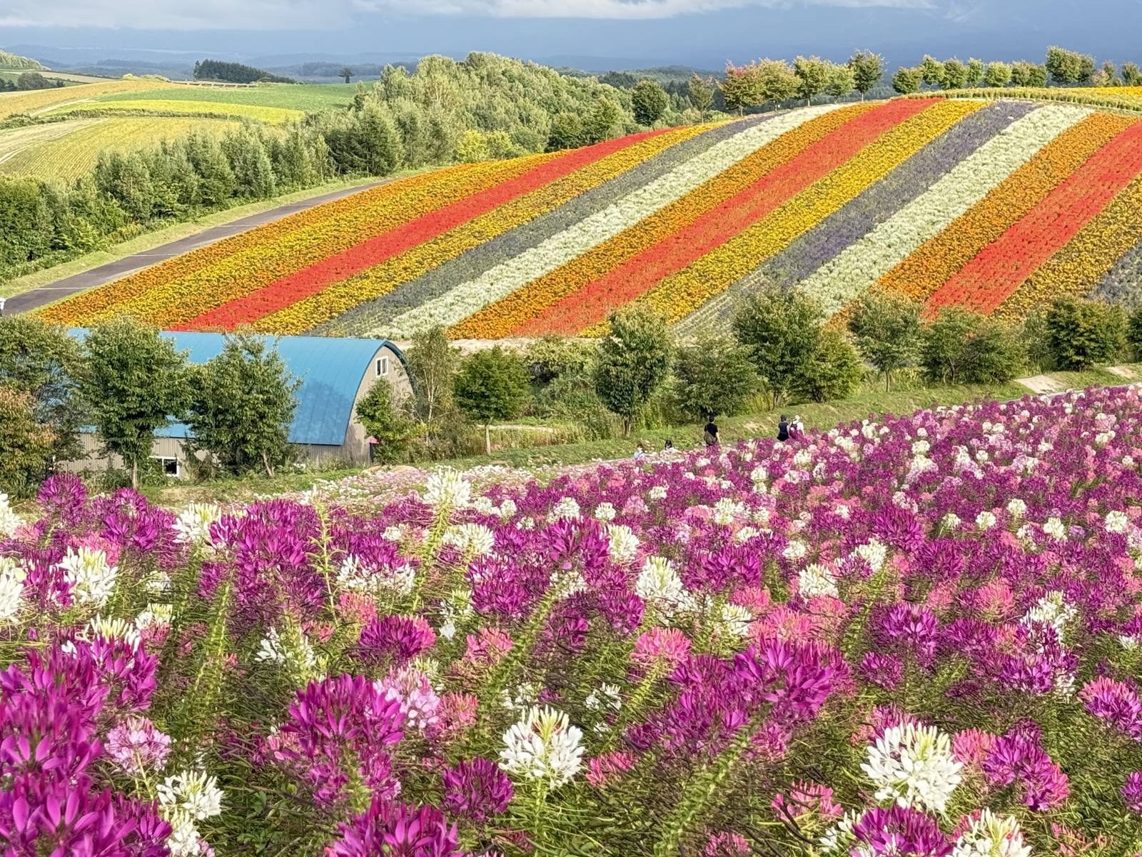 四季彩之丘粉白色花朵前景與遠方條紋花田
