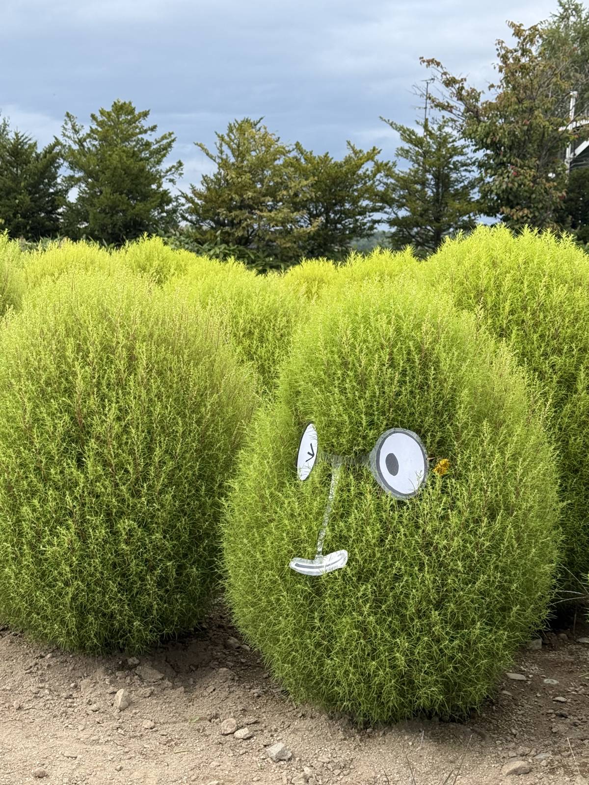 四季彩之丘圓形綠色植栽上的眼睛與嘴巴裝飾