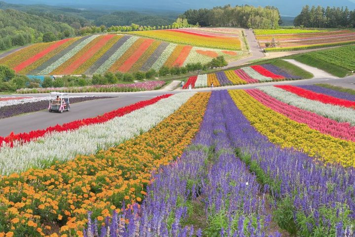 北海道富良野・美瑛四季彩之丘｜走進彩虹花田與丘陵風景
