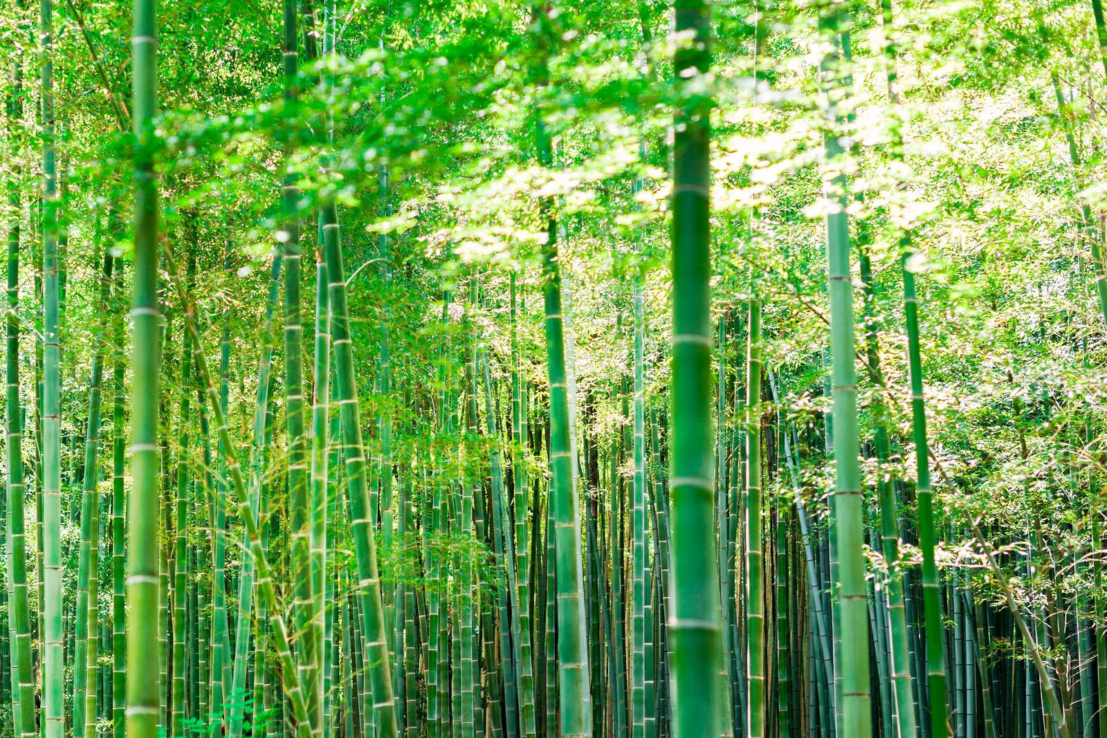 目的地參考:嵯峨野竹林