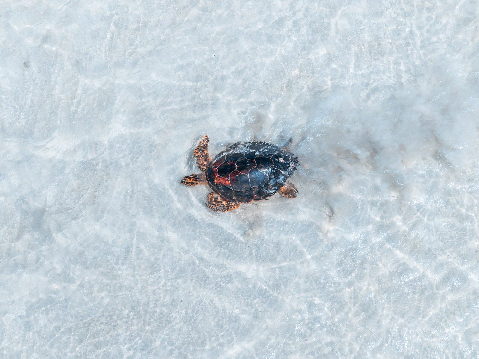 Platte Island 周邊海域的 hawksbill turtle