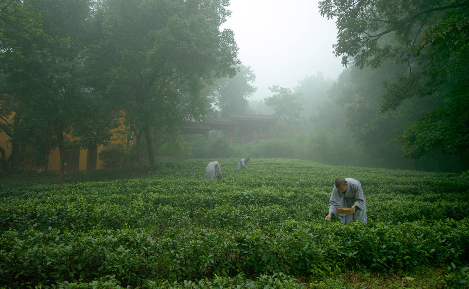 法雲安縵附近山谷裡的茶園