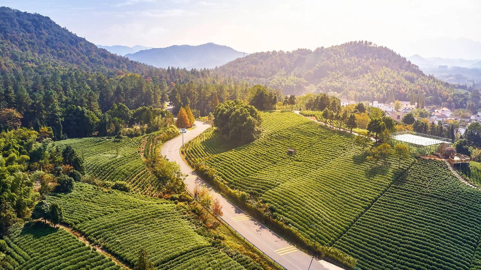 安吉山間的白茶園與鄉道(目的地參考)