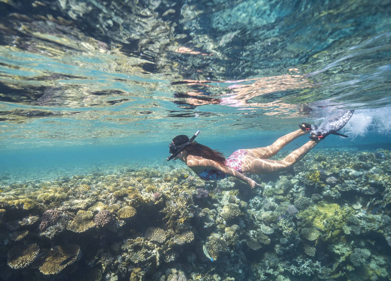 紅海珊瑚礁上浮潛的旅客