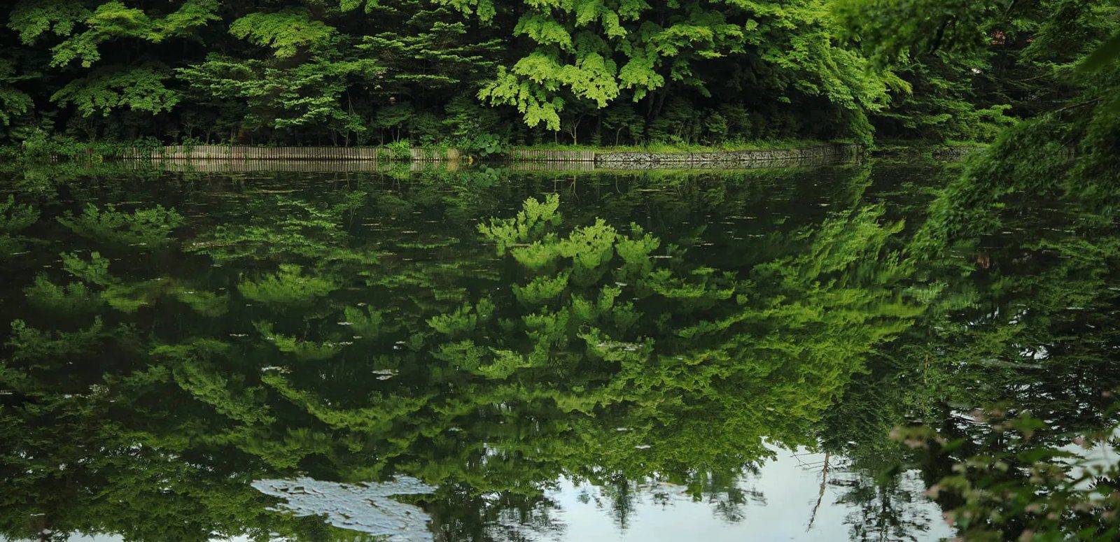雲場池水面倒映的森林