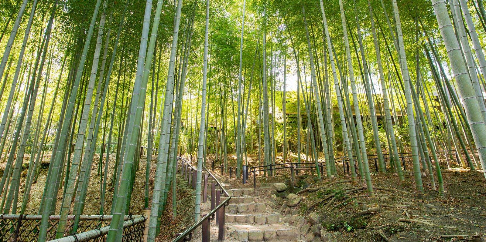 馥府 奈良旁瑜伽山園地的竹林石階
