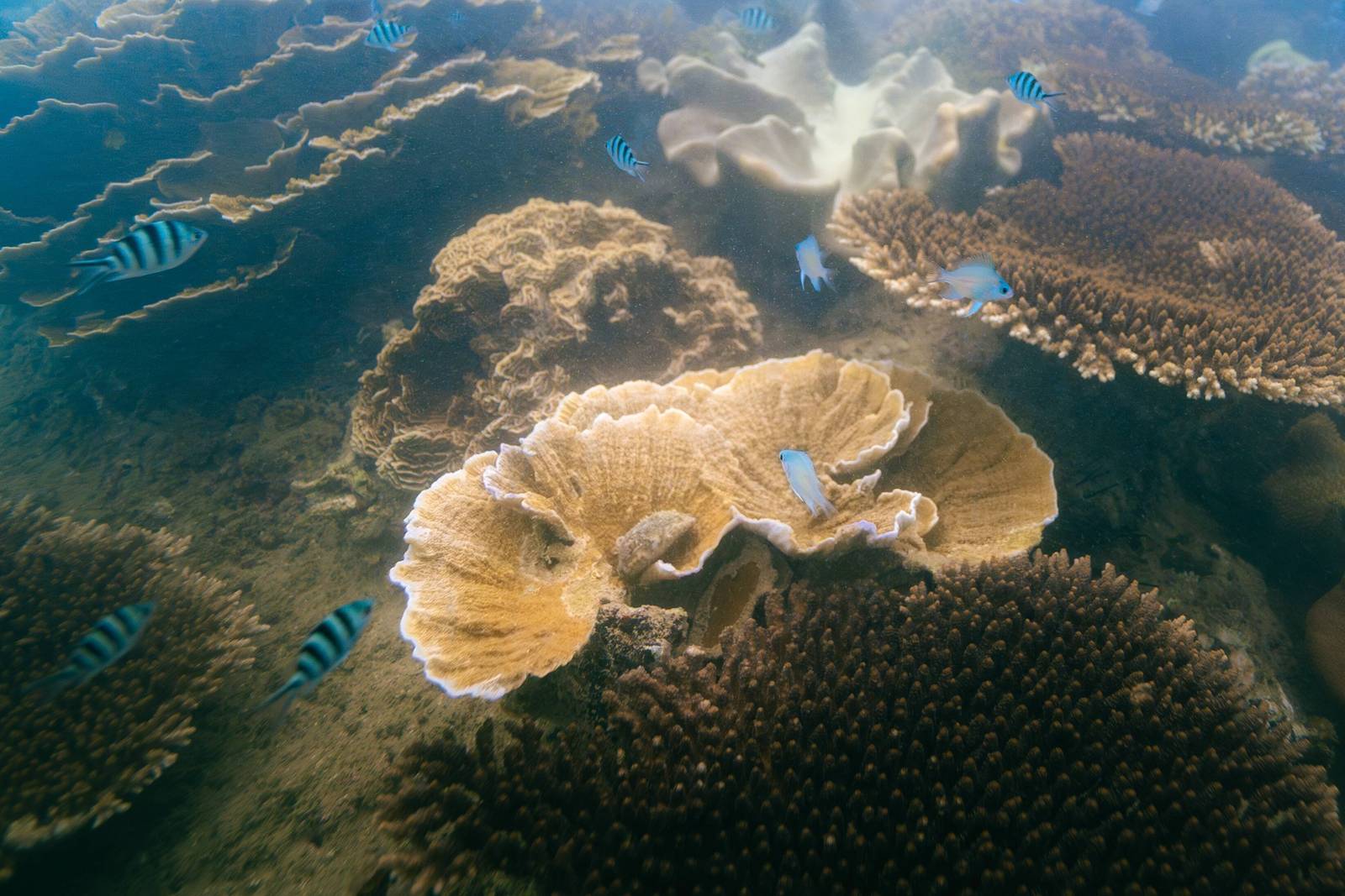 海底珊瑚礁與周圍游動的小魚