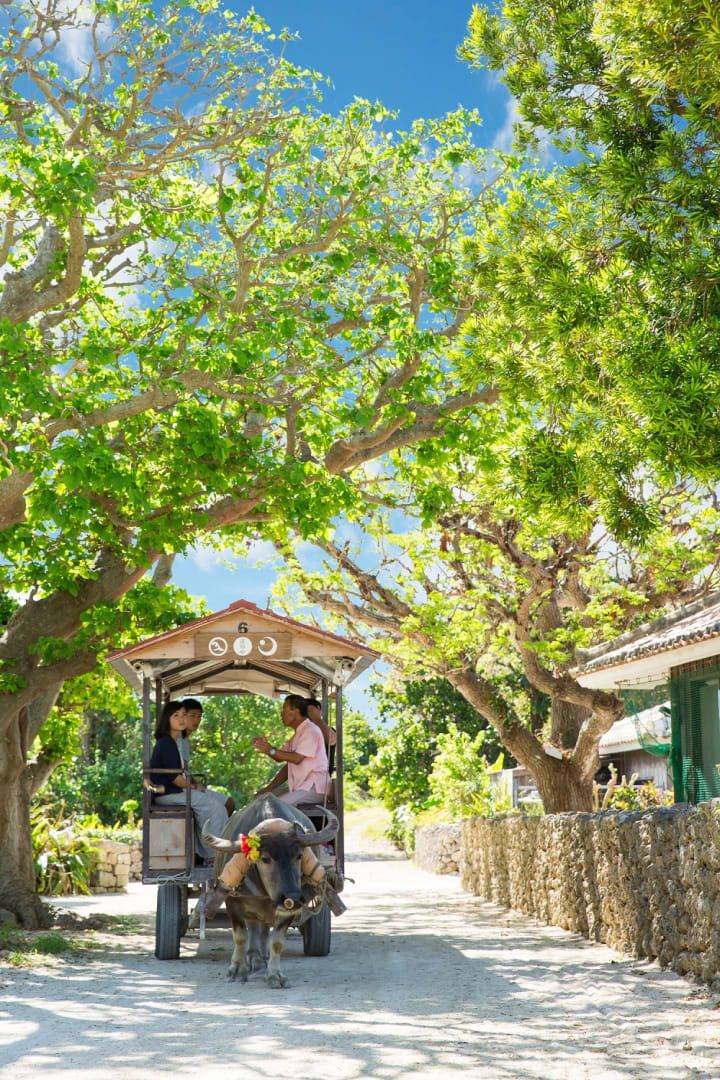 竹富島白砂小路上的水牛車