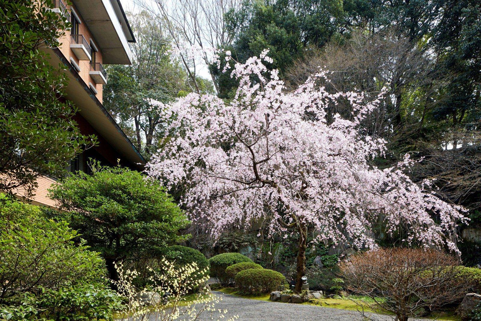京都凱悅麗晶酒店日本庭園裡盛開的垂枝櫻