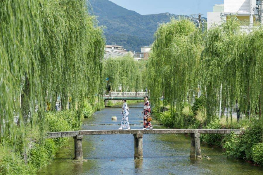 祇園白川沿岸的柳樹
