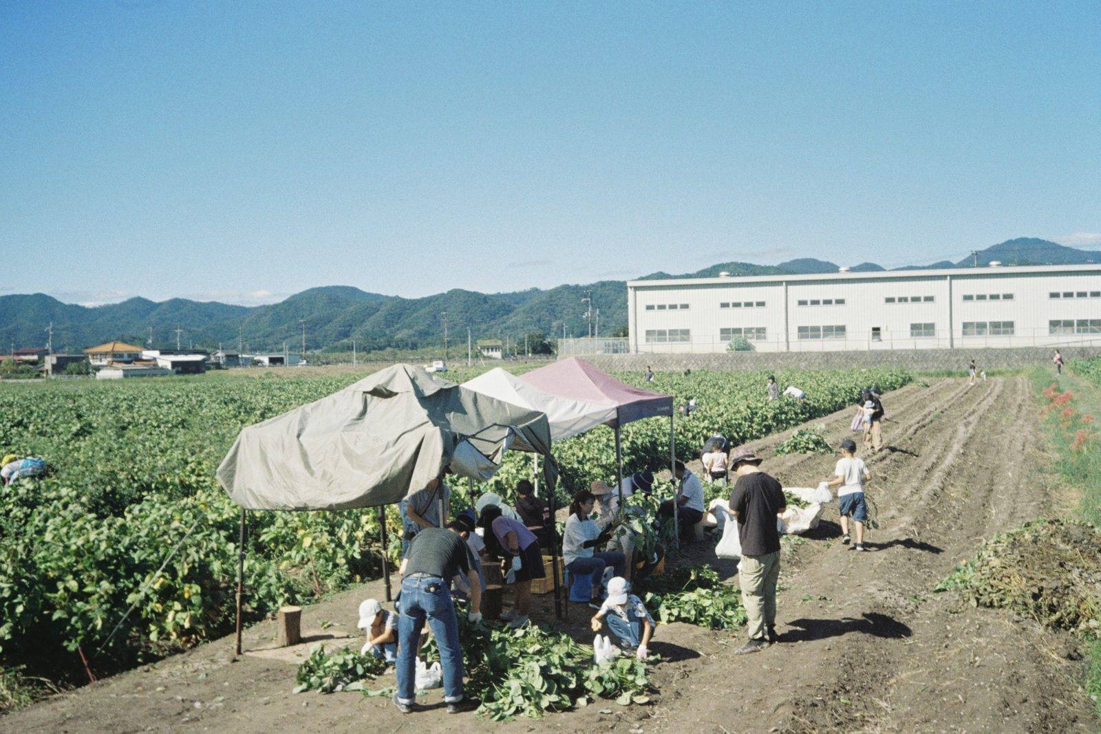 丹波篠山田裡的採收體驗