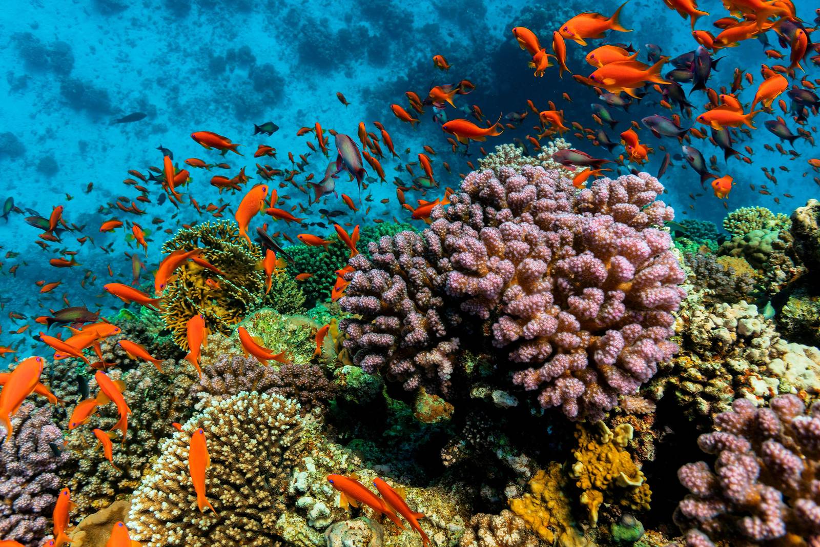 紅海珊瑚礁與橘色小魚群（目的地參考）