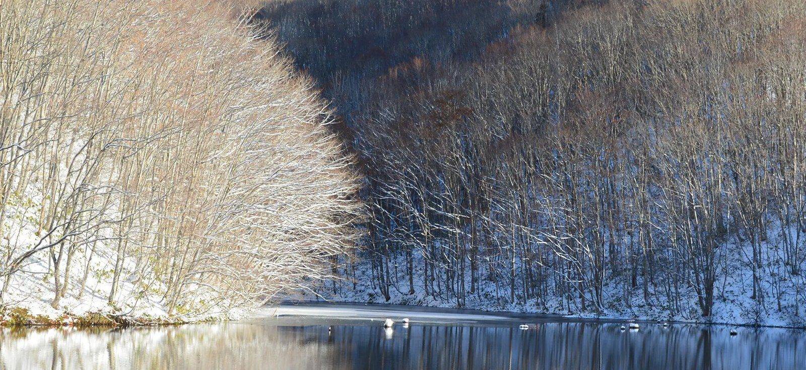 裏磐梯湖畔渡假村附近雪中的樹林與湖面