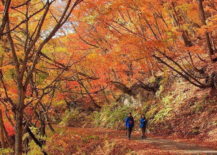 裏磐梯湖畔渡假村附近紅葉步道上的健行者